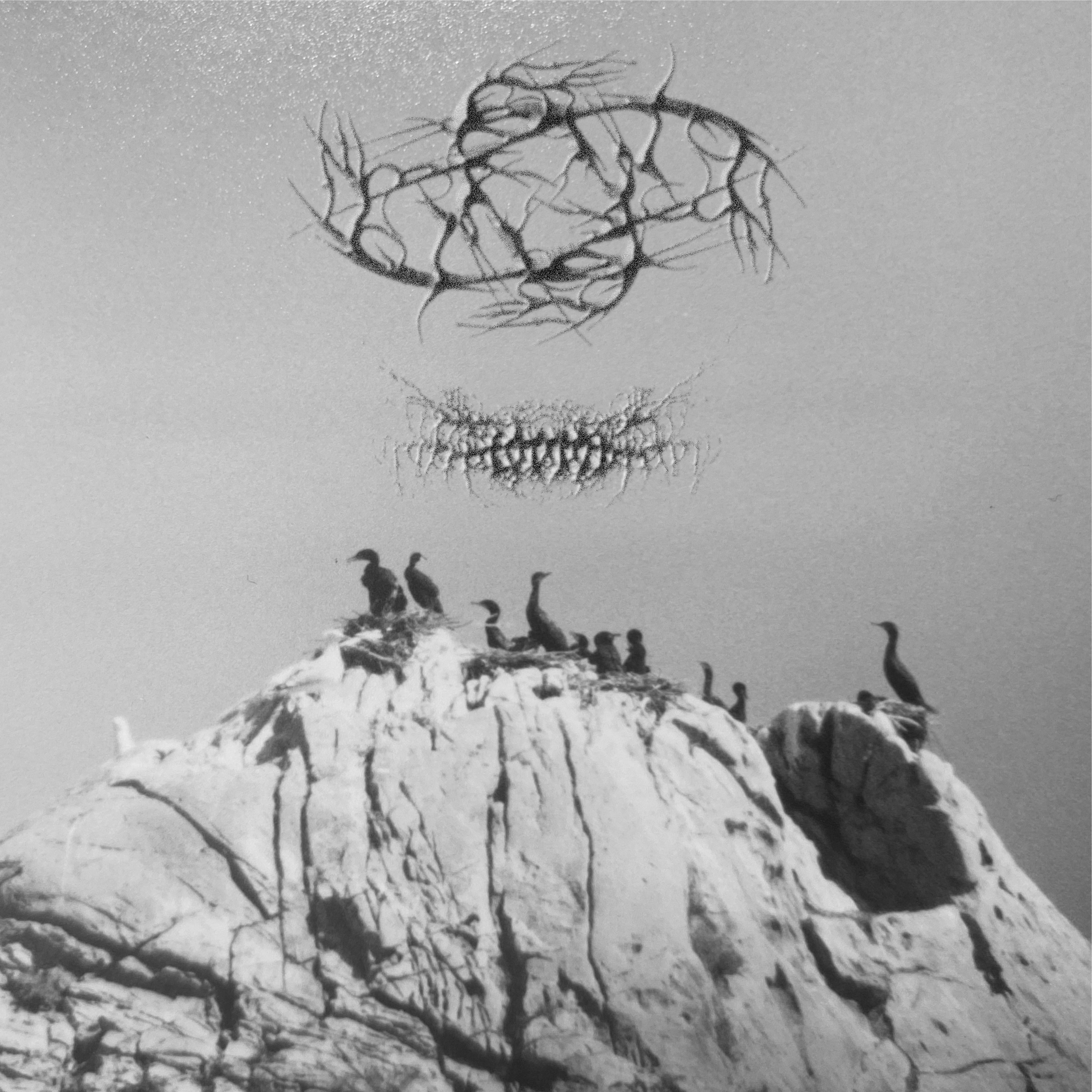 Black-Headed Gull EP cover art